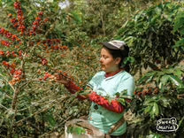 Decaf. Peru (Swiss Water Process)(Fair Trade Organic)